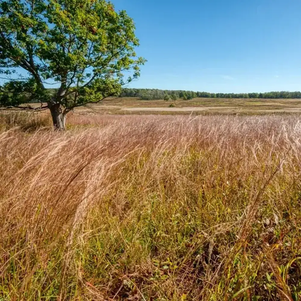 TCS Native Grass Mixture (with cover crop)